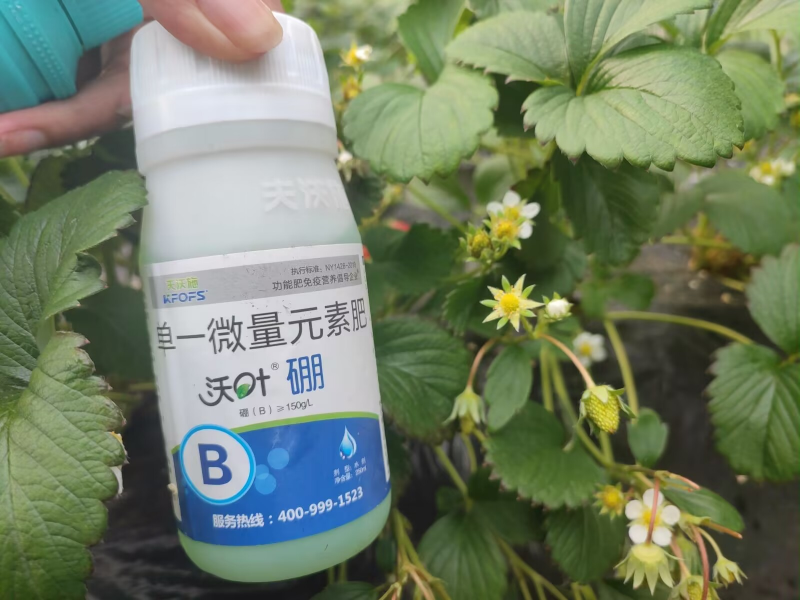 草莓施肥用什么肥料好-草莓用沃葉水溶肥效果.png