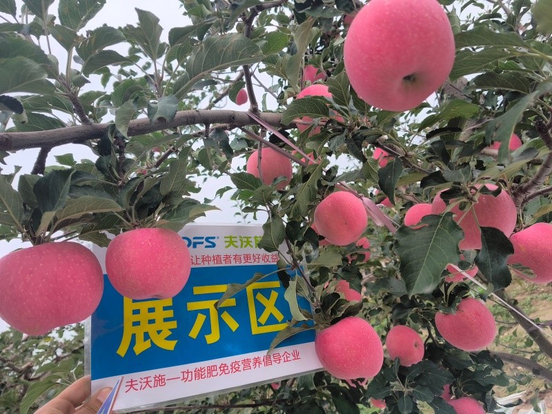 蘋果樹一年施肥列表